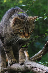 AMBLE 27 Scottish WildCat