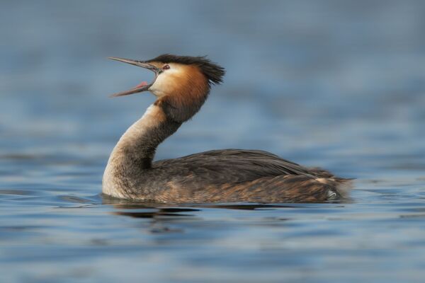 AMBLE 28 Grebe scream.jpg