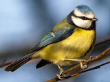 BlueTit