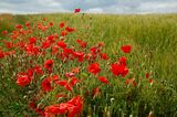 Com Bridlington Poppies - Barry Davies