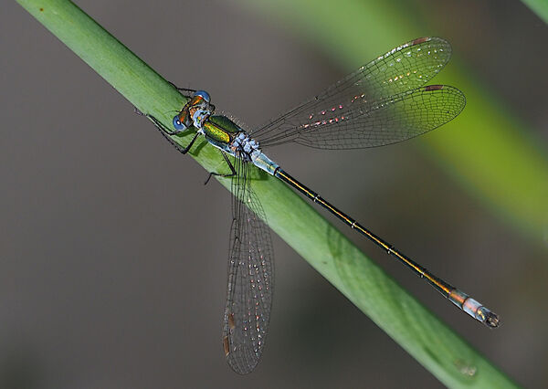 Com Emerald Spreadwing - Peter Burnham