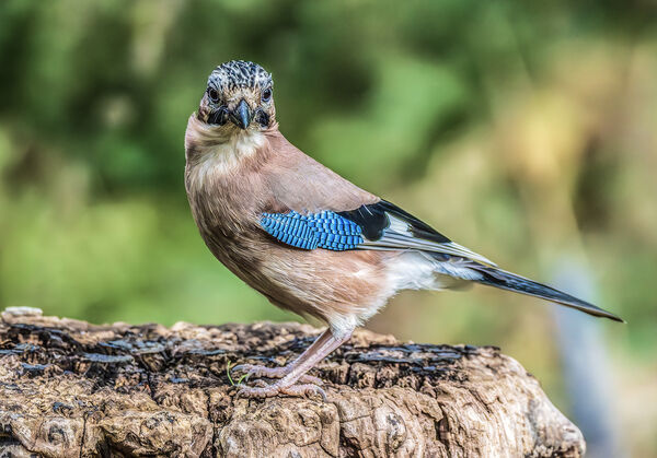 Com Flash of Blue - Graeme Pattison