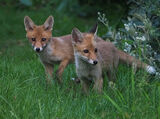 Com Fox Cubs - Peter Burnham