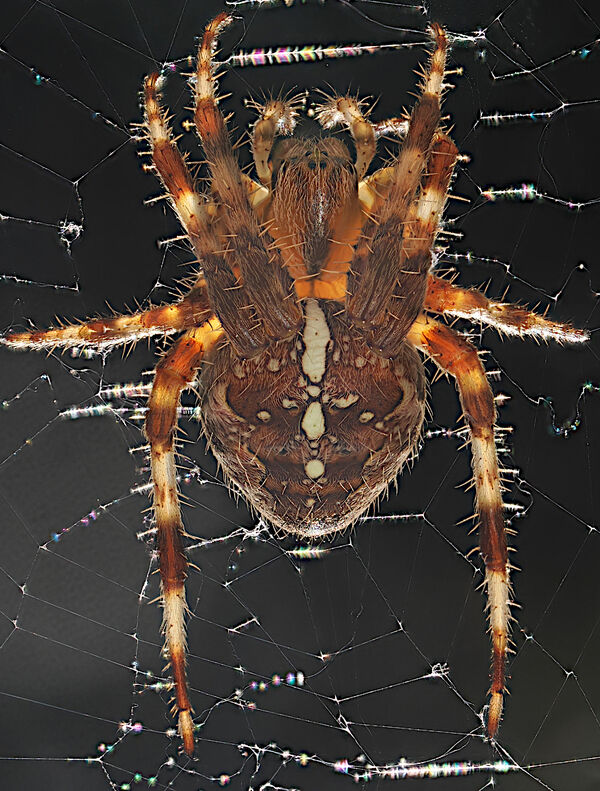 Com Garden Spider - Peter Burnham