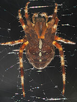 Com Garden Spider - Peter Burnham