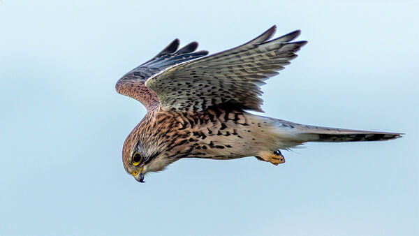 Com Kestrel - Andrew Steel