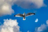 Com Moon bird clouds - Gavin Wallace