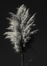Com Pampas Grass - Val Atkinson