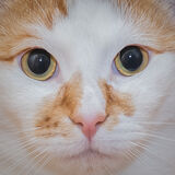 Com Pickle - Tony Wright