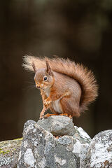 Com Red Alert - Richard Booth