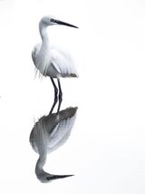 Com Reflective Egret - Richard Booth