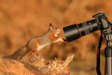 Com Squirrel Selfie - George Sudlow