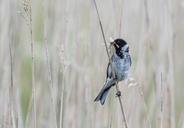 Com Waiting with the prize - Richard Booth
