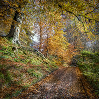 Commended Autumn Lane