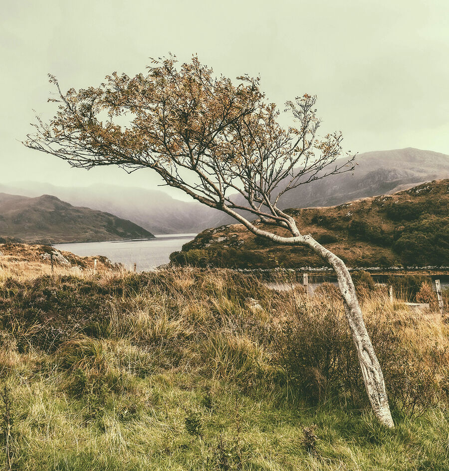 Commended Shaped by the Wind