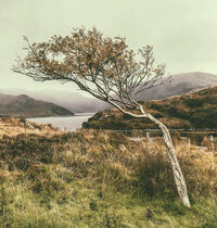 Commended Shaped by the Wind