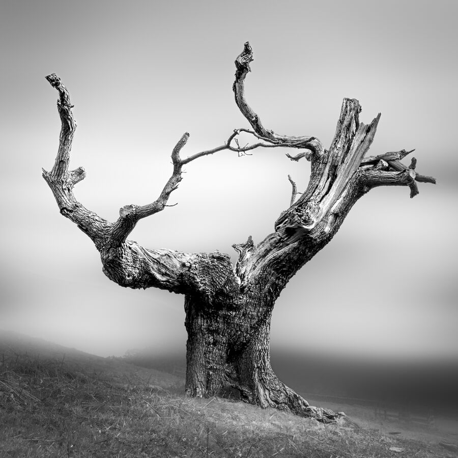 Commended Tree
