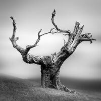 Commended Tree