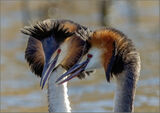 Equal 3rd Great Crested Grebe Love - George Sudlow