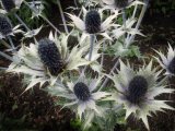 Eryngium