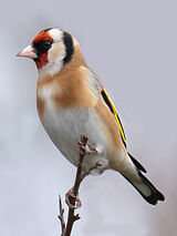 Goldfinch