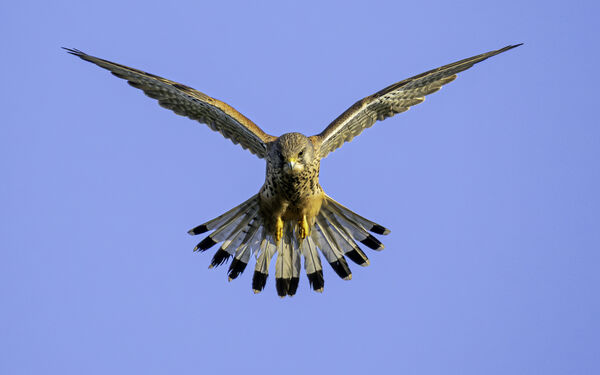 HC A Kestrel for a Knave - Richard Booth