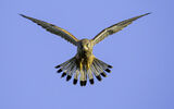 HC A Kestrel for a Knave - Richard Booth