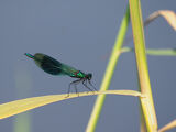 HC Banded Demoiselle - Peter Burnham