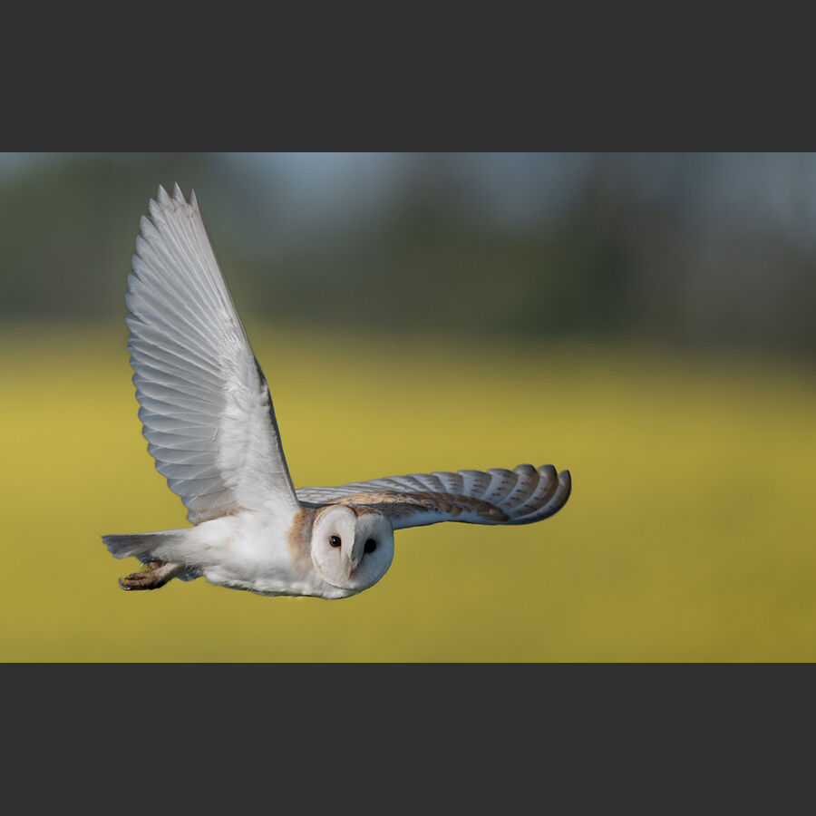 HC Barn owl fly by - Richard Booth