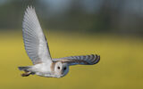 HC Barn owl fly by - Richard Booth
