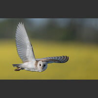 HC Barn owl fly by - Richard Booth