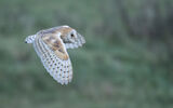 HC Barn owl hunting in the rain - Richard Booth