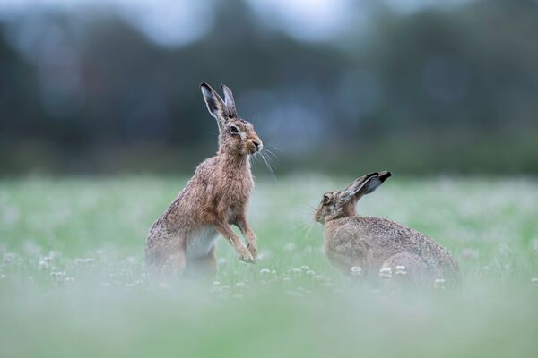HC Dancing hares - Richard Booth
