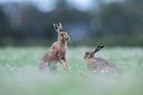HC Dancing hares - Richard Booth