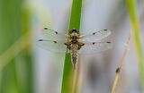 HC Dragonfly four -spotted chaser - Richard Booth