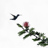 HC Humming Bird and Flower - Val Atkinson