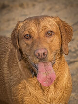 HC I will Always Be Faithful - Tony Wright