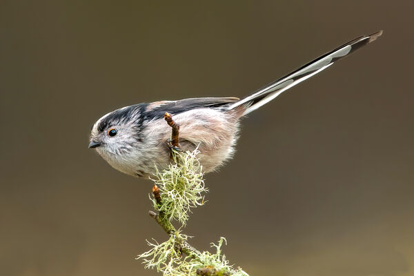 HC Long tailed Titmouse - George Sudlow