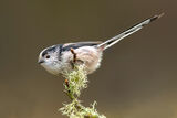 HC Long tailed Titmouse - George Sudlow