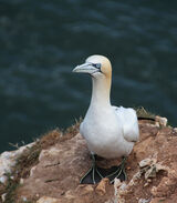 HC Look at me - Penny Horseman