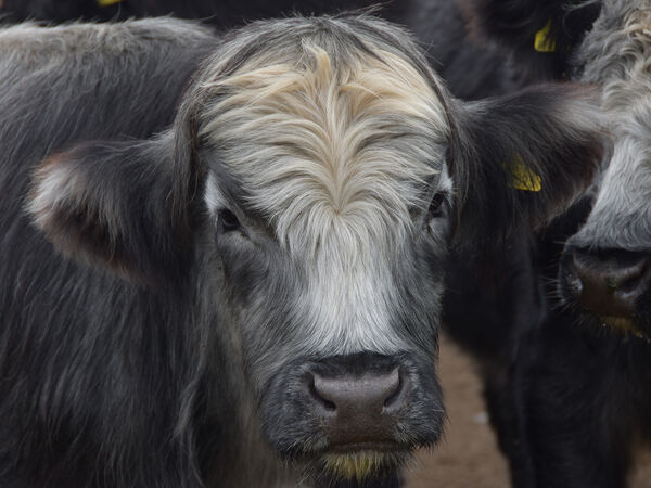 HC Mooove on - Barry Davies