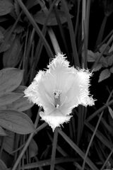 HC Ragged Tulip - Ken Bush