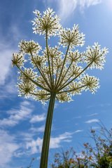 HC Reaching up for the light - Richard Booth