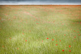 HC Sheep and Poppy Field - Tony Wright