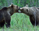 HC Two Wild Bears - Denise Metcalfe