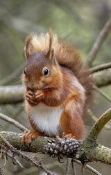 HC Wee Red - George Sudlow