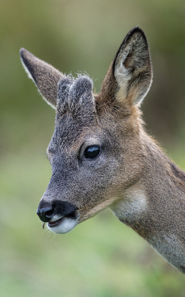HC Young Roe Deer portrait - Richard Booth