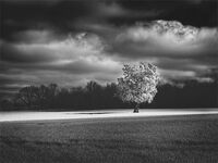 Highly Commended Tree In The Light