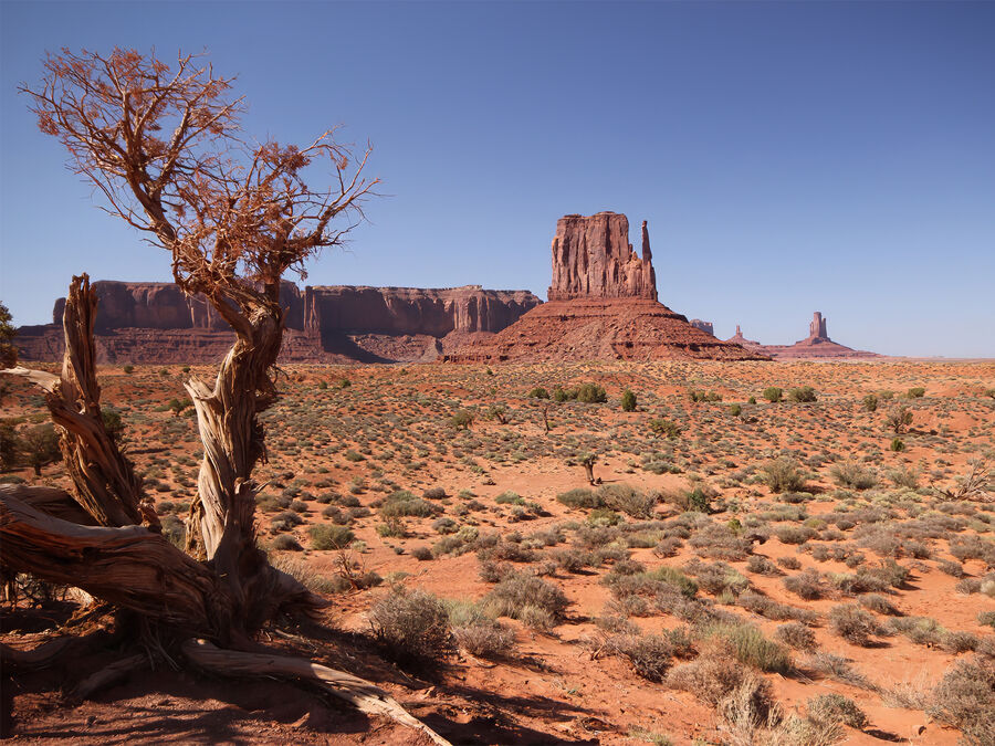 Highly Commended Tree at Monument Valley