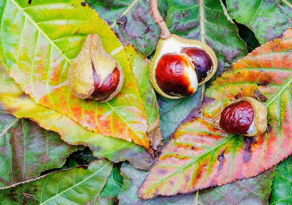 Indian horse chestnuts